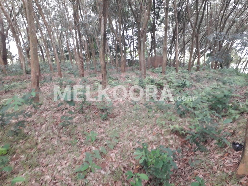 8 acre40 cent land for sale in perumbavoor