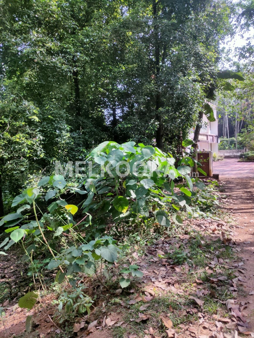 21 CENT PLOT FOR SALE IN PUKKATTUPADY