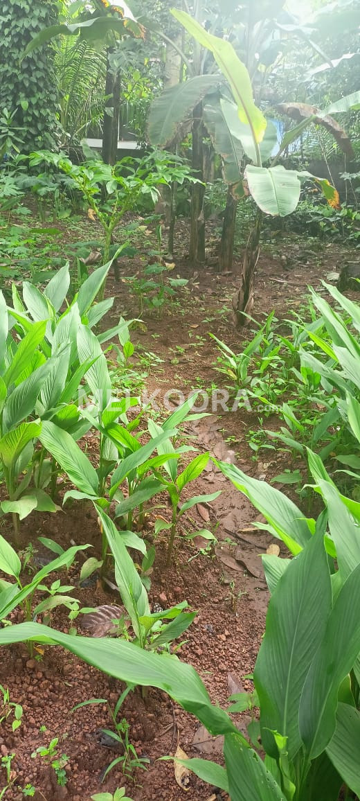 16 Cent Residential Land For Sale in Aluva