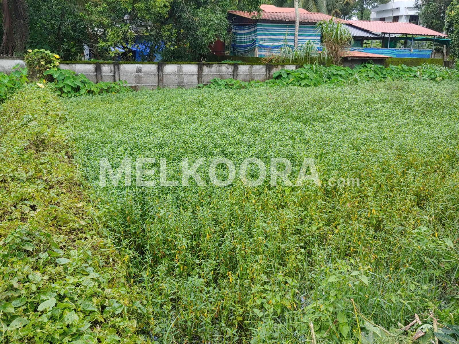 3 cent prime residential land for sale at Paravoor for Rs4.25 Lakhs per cent
