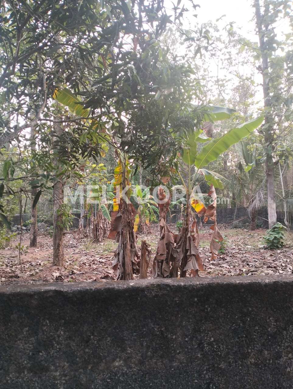 16.5 Cent Residential Land For Sale at Kakkanad For Rs 3.5Lakhs Per Cent